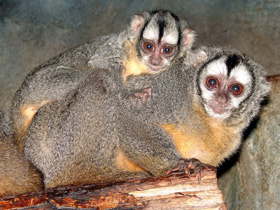 Фото Боливийская мирикина