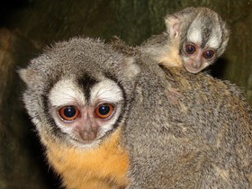 Фото Боливийская мирикина