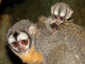 Фото Боливийская мирикина