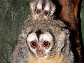 Фото Боливийская мирикина