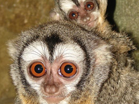 Фото Боливийская мирикина