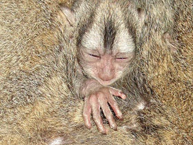 Фото Боливийская мирикина