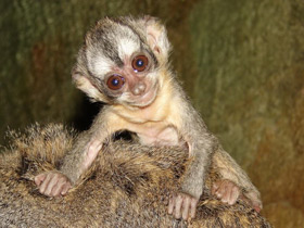 Фото Боливийская мирикина