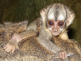 Фото Боливийская мирикина