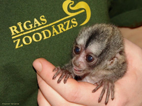 Фото Боливийская мирикина