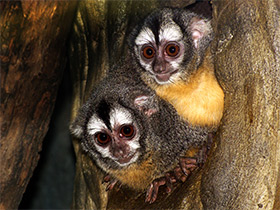 Фото Боливийская мирикина