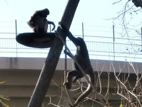 Смотреть фото Колумбийская коата Фото Колумбийская коата