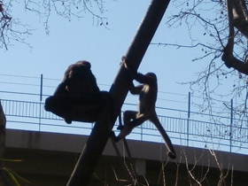 Смотреть фото Колумбийская коата Фото Колумбийская коата