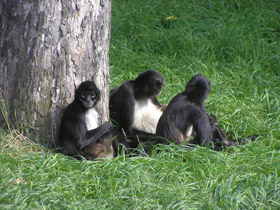 Фото Коата Жоффруа