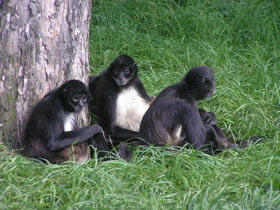 Фото Коата Жоффруа