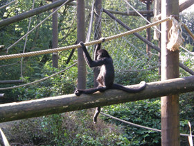 Фото Коата Жоффруа