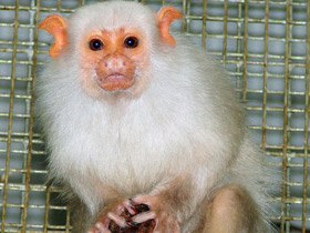 Смотреть фото Серебристая игрунка Фото Серебристая игрунка