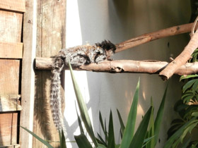 Фото Игрунка Жоффруа