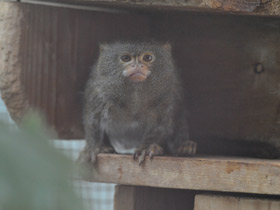 Смотреть фото Карликовая игрунка Фото Карликовая игрунка