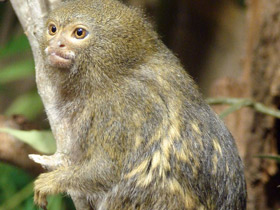 Карликовая игрунка Карликовая игрунка