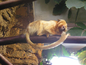 Смотреть фото Золотистая игрунка Фото Золотистая игрунка