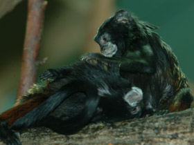 Смотреть фото Буроголовый тамарин Фото Буроголовый тамарин