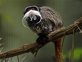 Фото Императорский тамарин