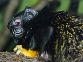 Краснорукий тамарин Краснорукий тамарин