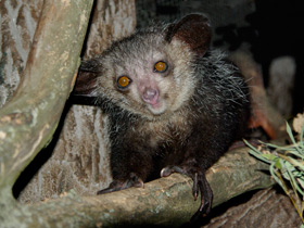 Руконожка Руконожка