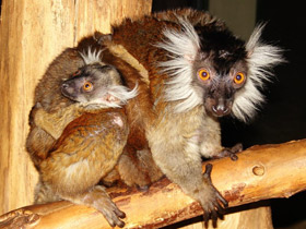 Фото Животные - символы