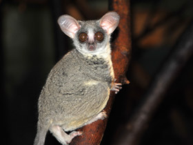 Сенегальский галаго Сенегальский галаго