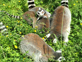 Кошачий лемур Кошачий лемур