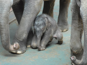 Смотреть фото 10 интересных фактов о слонах Фото 10 интересных фактов о слонах