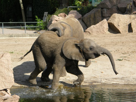 Фото Самые громкие животные в мире