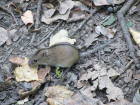 Смотреть фото Полевая мышь Фото Полевая мышь