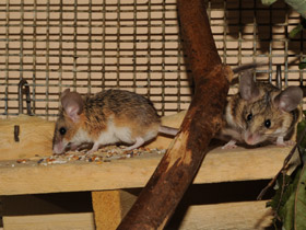 Смотреть фото Мышевидный хомяк Фото Мышевидный хомяк