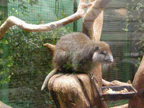 Фото Кубинская хутия