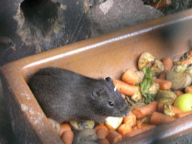 Фото Бразильская свинка