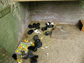 Смотреть фото Кавия Фото Кавия