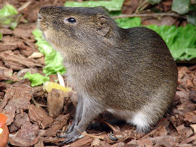 Фото Большая свинка