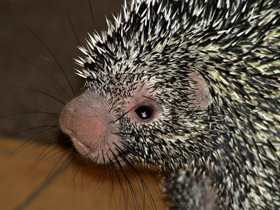 Фото Цепкохвостый дикобраз