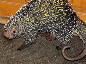 Фото Цепкохвостый дикобраз