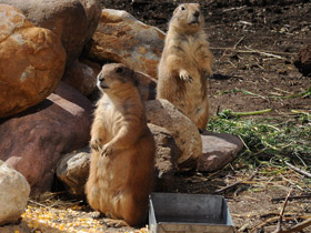 Смотреть фото Чернохвостая луговая собачка Фото Чернохвостая луговая собачка