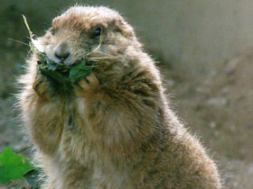 Смотреть фото Чернохвостая луговая собачка Фото Чернохвостая луговая собачка