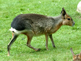 Смотреть фото Патагонская мара Фото Патагонская мара