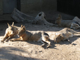 Смотреть фото Патагонская мара Фото Патагонская мара