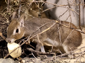 Фото Чакоанская мара