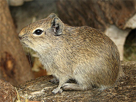 Смотреть фото Мюнстерская желтозубая морская свинка Фото Мюнстерская желтозубая морская свинка