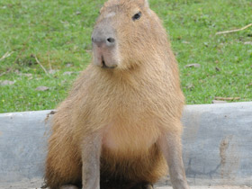 Смотреть фото Капибара Фото Капибара