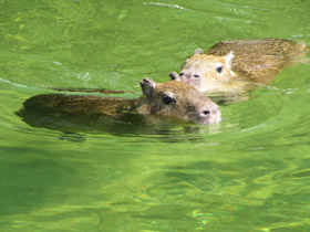 Смотреть фото Капибара Фото Капибара