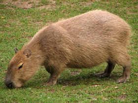 Смотреть фото Капибара Фото Капибара