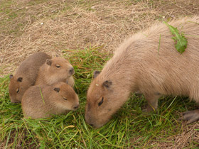 Смотреть фото Капибара Фото Капибара