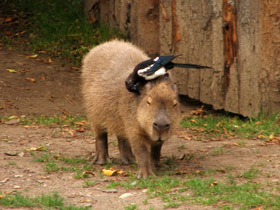 Смотреть фото Капибара Фото Капибара