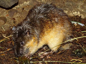 Фото Златобрюхая бобровая крыса