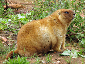 Смотреть фото Байбак Фото Байбак